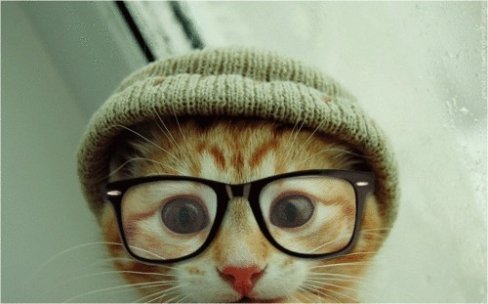 large_Funny_Cat_at_Glasses_Funny_Picture_90138_large.jpg